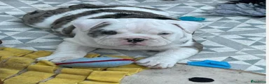 English Bulldog 3