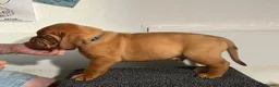 Dogue De Bordeaux dogs for sale: Exceptional KC Dogue de Bordeaux Puppies - Advert 26