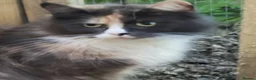 Maine Coon cats for sale: Maine coon kittens READY NOW  - Advert 4