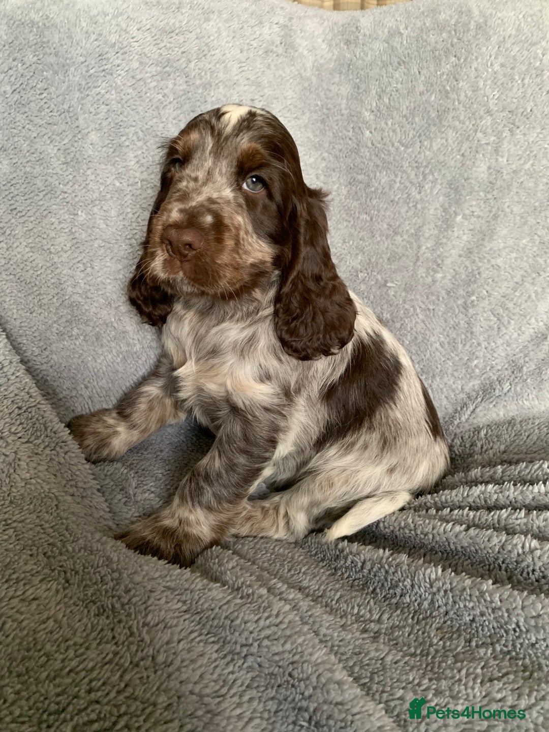Cocker Spaniel dogs for stud: Extensively Health Tested Stud  in Wisbech - Advert 14