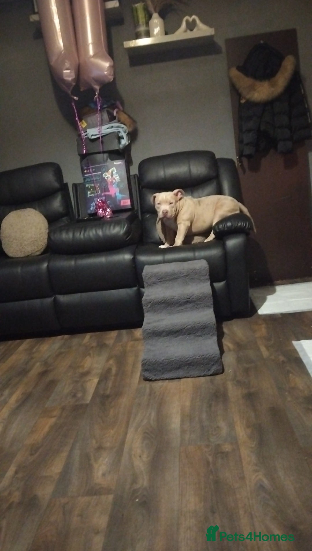 American Bully dogs Male pocket Bulldog  - Advert 1