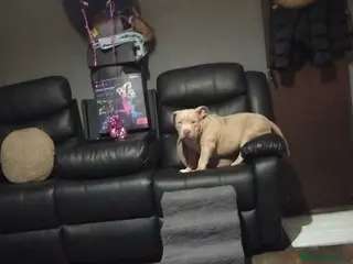 American Bully dogs Male pocket Bulldog - Advert 1