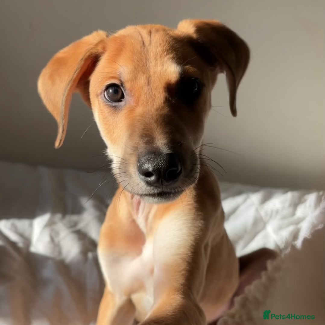 Lurcher dogs Whippet greyhound saluki  - Advert 13