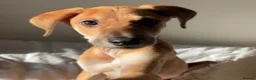 Lurcher dogs for sale: Whippet greyhound saluki  in Dorchester - Advert 1