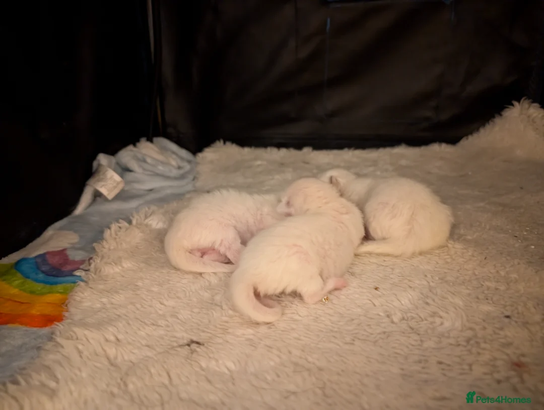 Ragdoll cats for sale: Stunning ragdoll kittens for sale.  - Advert 3