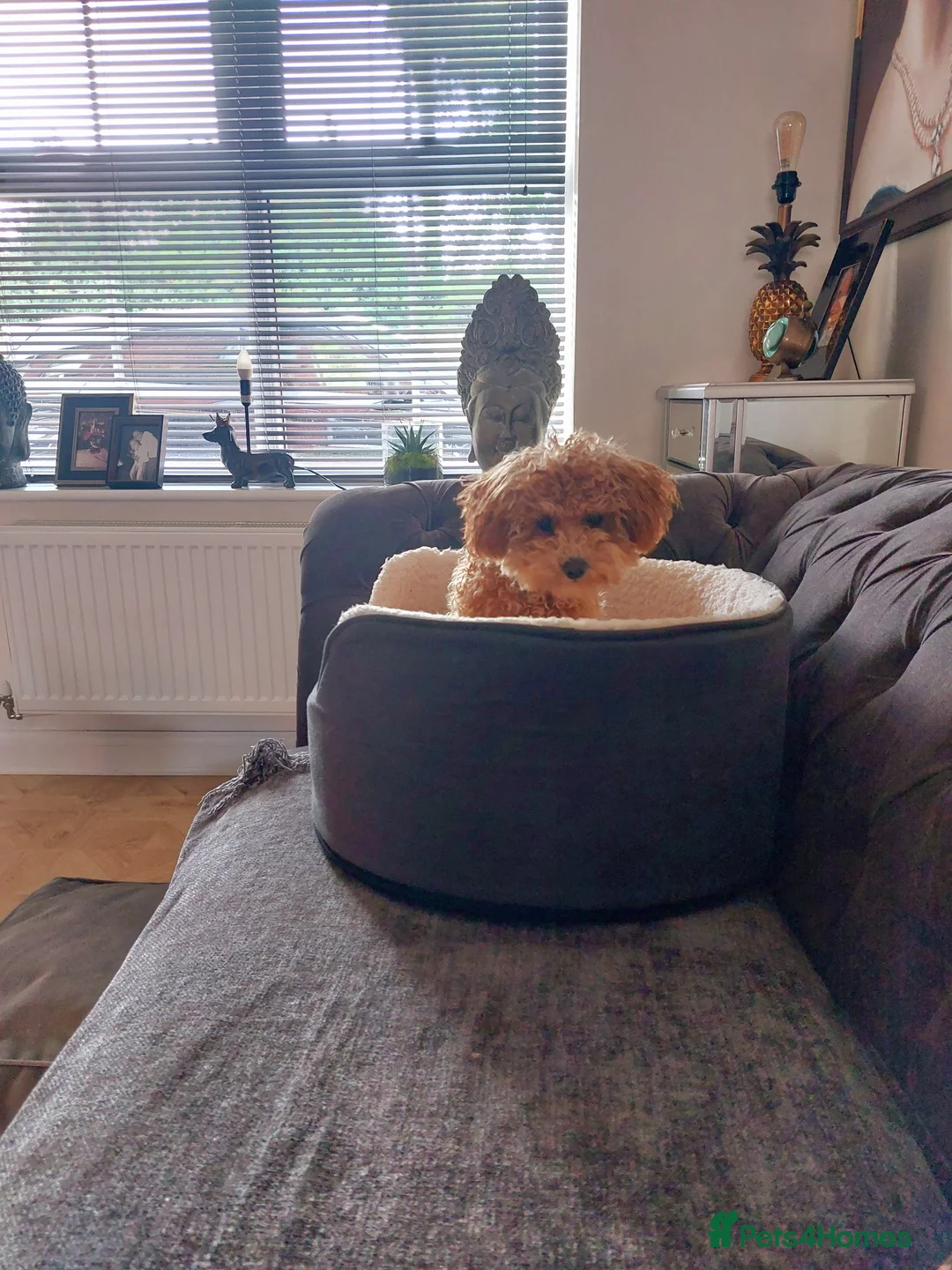 Toy Poodle dogs for sale: Red Toy Poodle girl 1 year 1 month - Advert 4
