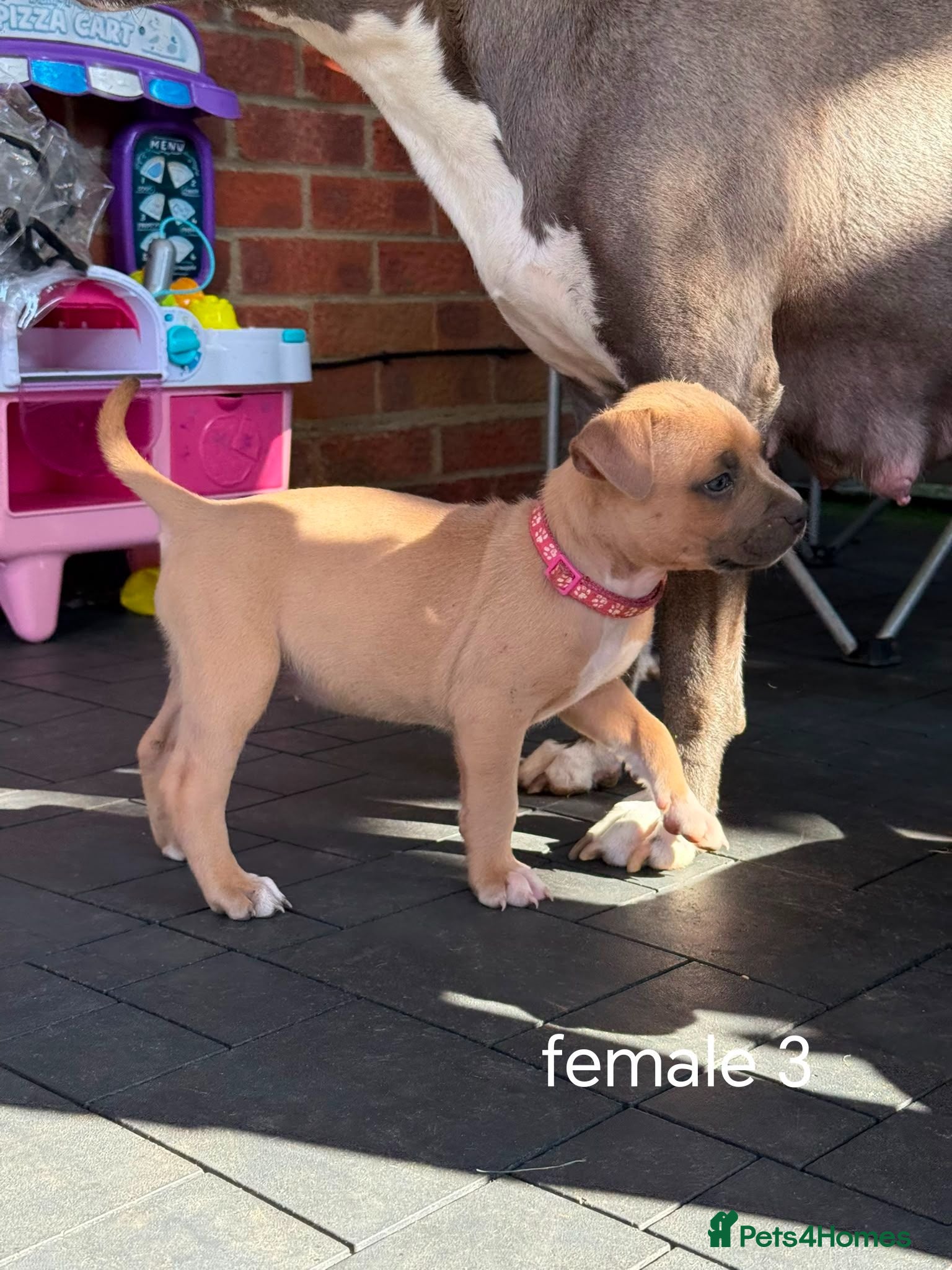 Staffordshire Bull Terrier dogs American Staffordshire terrier - Advert 2
