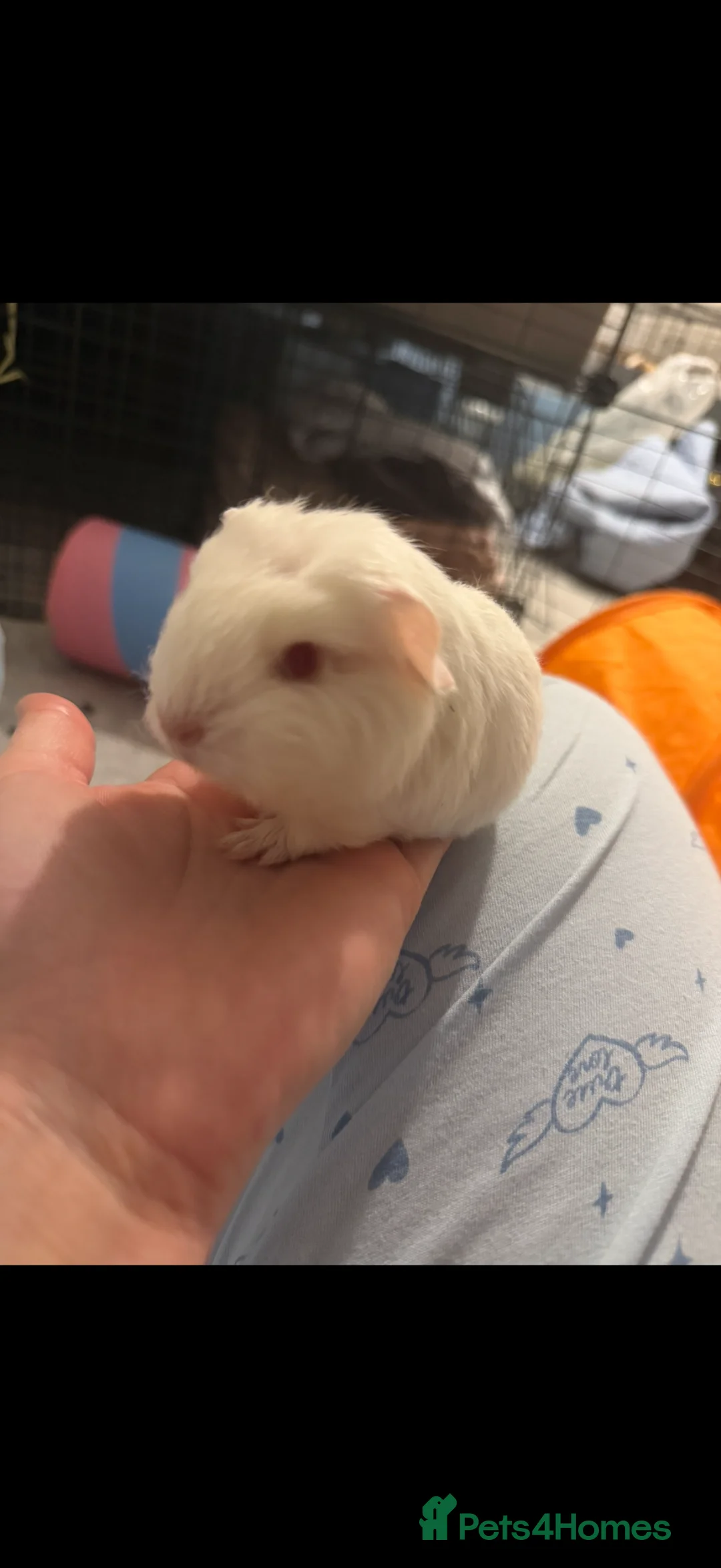 Guinea Pig rodents for sale: Baby guinea pigs available to reserve  - Advert 2