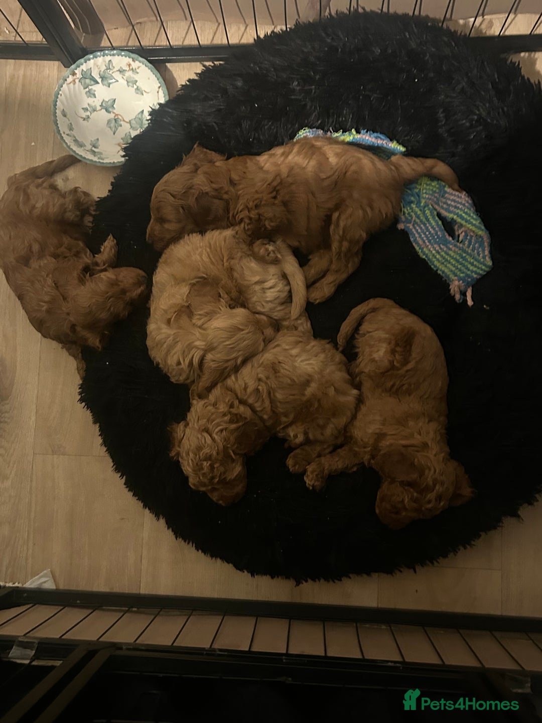 Cavapoo dogs for sale: Cavapoo puppies for sale - Image 12