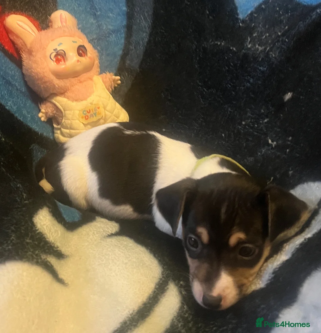 Jack Russell dogs for sale: Miniature rare natural bobtailed jack Russells - Advert 37