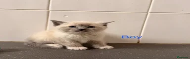 Ragdoll 2