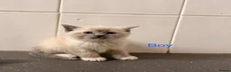 Ragdoll cats for sale: Ragdoll kittens2boy 1 girl £325 - Advert 2