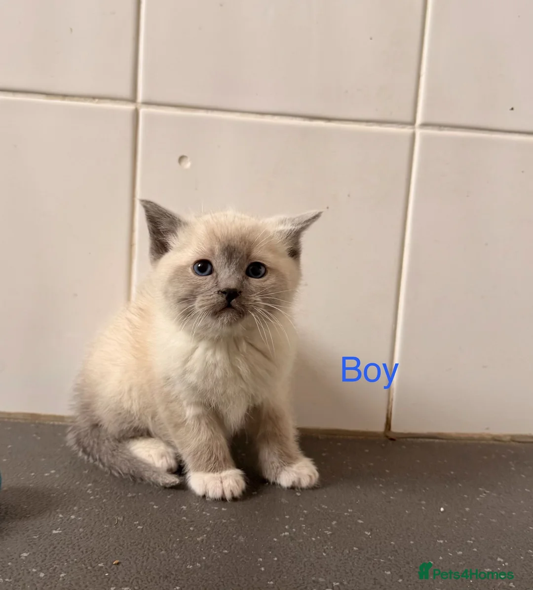 Ragdoll cats for sale: Ragdoll kittens2boy 1 girl £325 - Advert 2
