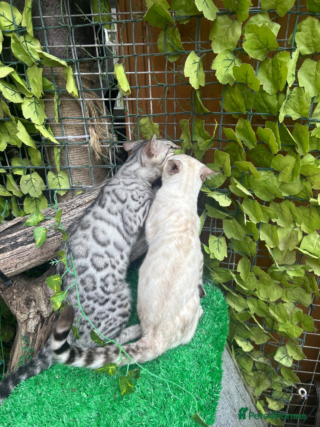 Bengal cats for sale: Unbelievably friendly TICA reg kittens  - Image 5