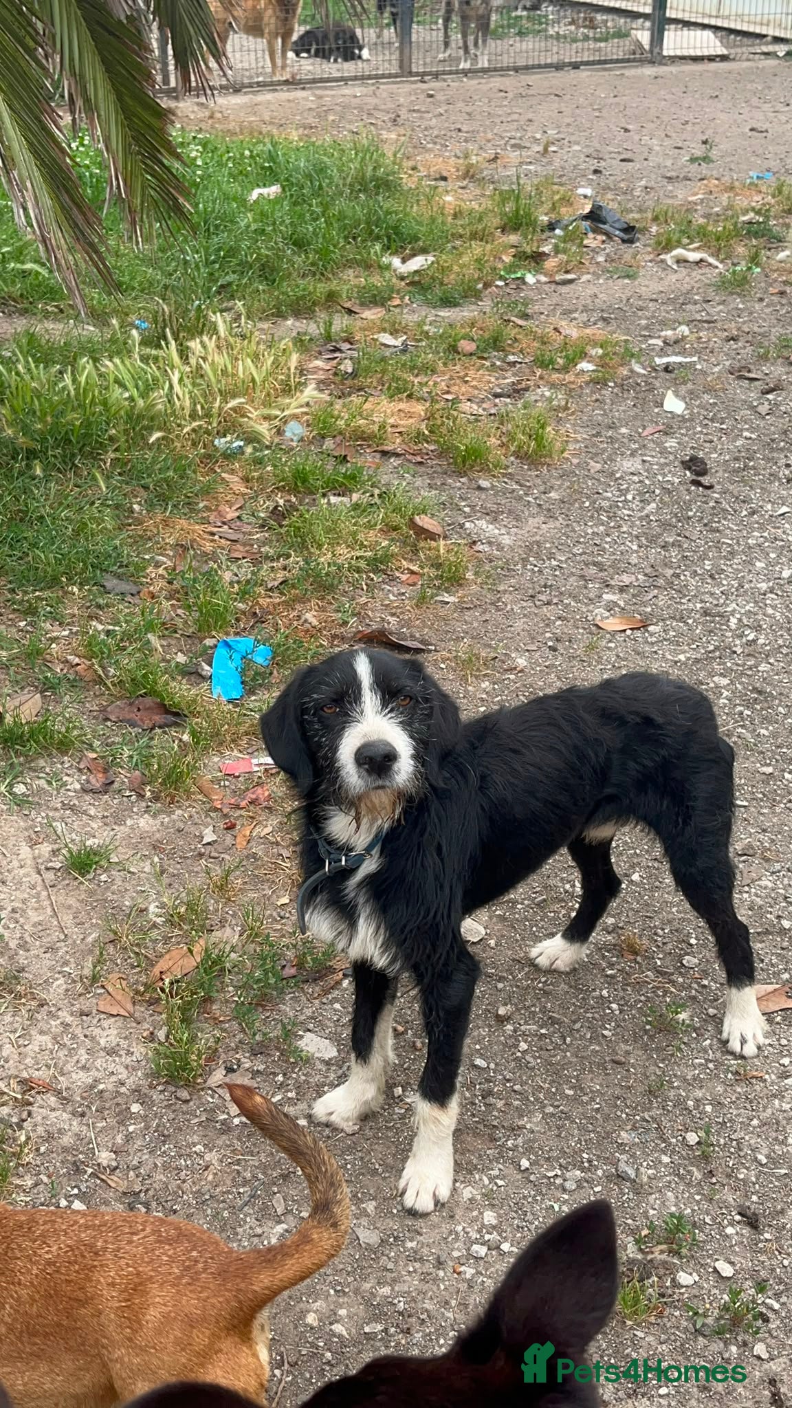 Mixed Breed dogs for adoption: Dracaris in Alfreton - Advert 7