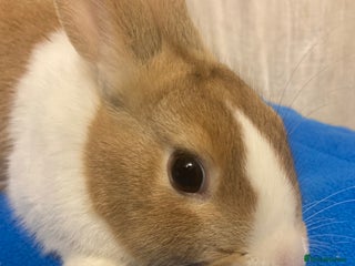 Dutch rabbits Baby Dutch Bunnies For Sale - Advert 2