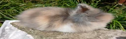 Lionhead rabbits for sale: Stunning DM Lionhead baby rabbits - Advert 7
