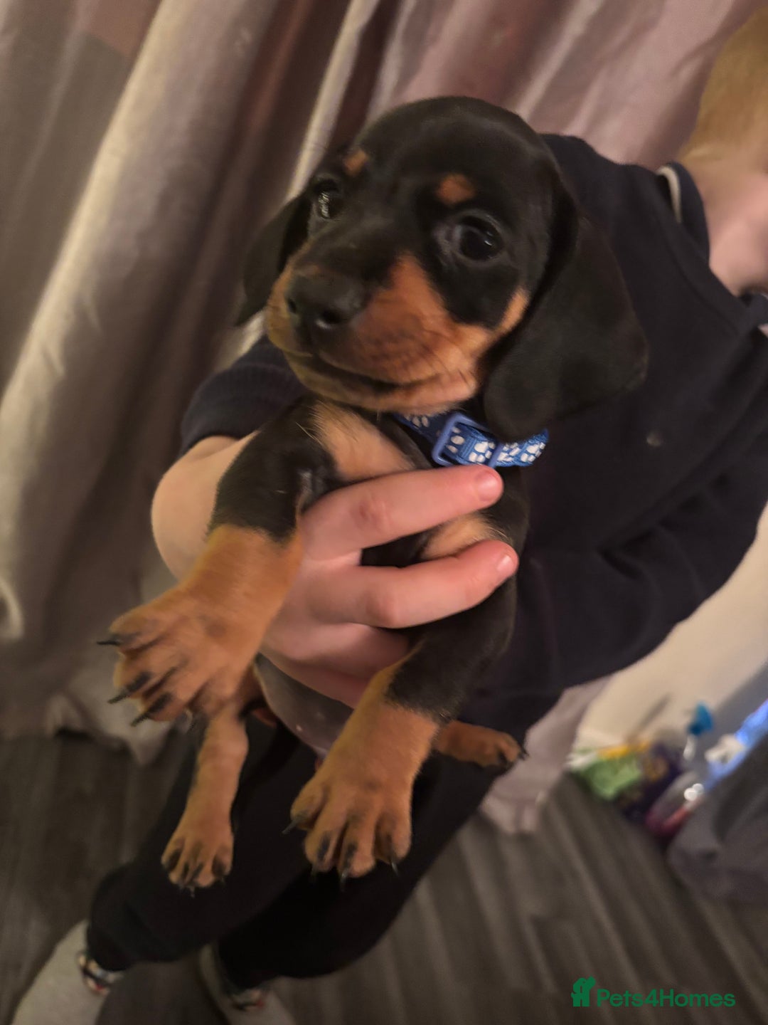 Dachshund dogs for sale: Dachshund puppies ready this week! - Advert 3
