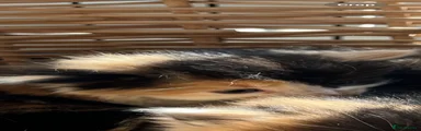Tortoiseshell female 2 