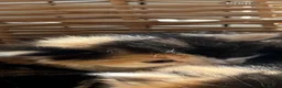 Mixed Breed cats for sale: Stunning tortoiseshell/ ginger long/mid hair kits - Advert 2