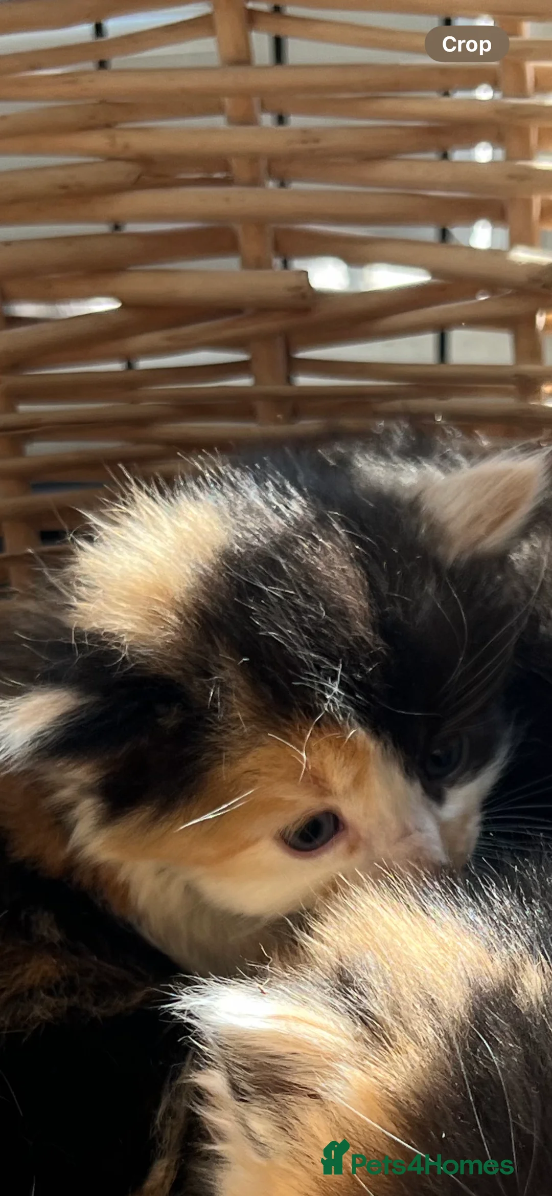 Mixed Breed cats for sale: Stunning tortoiseshell/ ginger long/mid hair kits - Advert 2