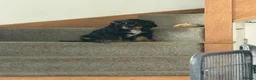 Cocker Spaniel dogs for sale: Last remaining Stunning KC show Cocker  - Advert 10