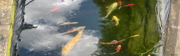 Koi Carp fish for sale: Pond closure in Milton Keynes - Advert 5