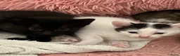 Mixed Breed cats for sale: 2 Kittens for sale in Westbury - Advert 4