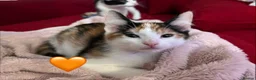 Mixed Breed cats for sale: 😻💚🩵💙🧡💛😻 - Advert 7