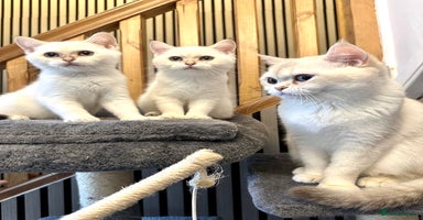 British Shorthair cats - Advert 5