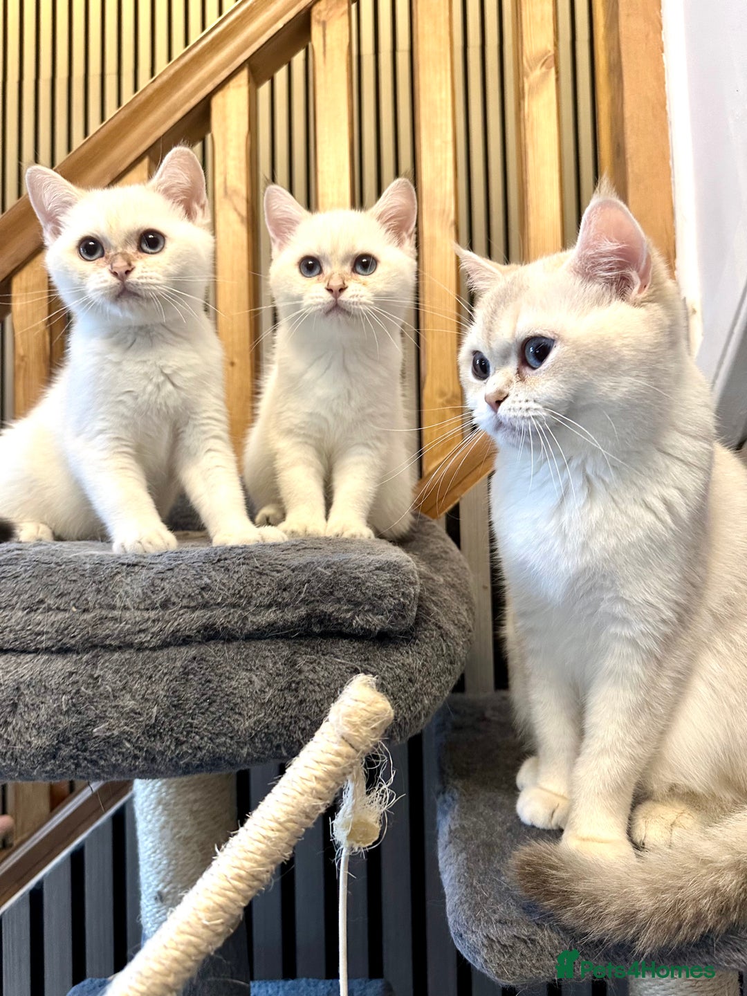 British Shorthair cats for sale: Adorable girls looking for a loving family  - Image 3