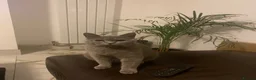 British Shorthair cats for sale: 6 beautiful British Short Hair Kittens - Advert 2