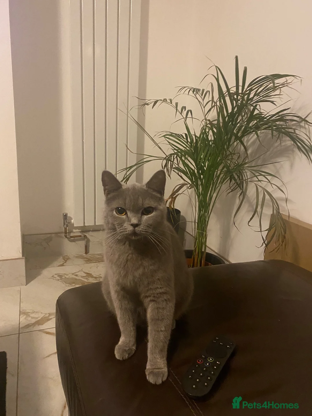 British Shorthair cats for sale: 6 beautiful British Short Hair Kittens - Advert 2