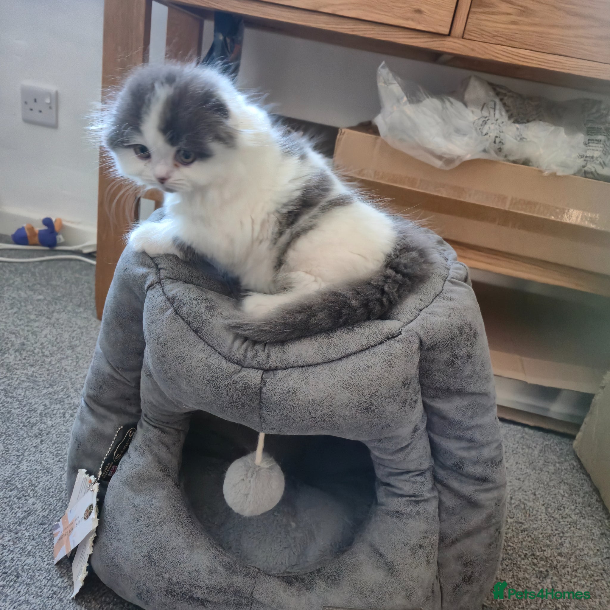 Scottish Fold cats Scottish Fold & Straight Kittens for Sale  - Advert 2