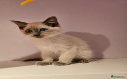 Ragdoll cats for sale: Loving half Ragdolls - Image 19