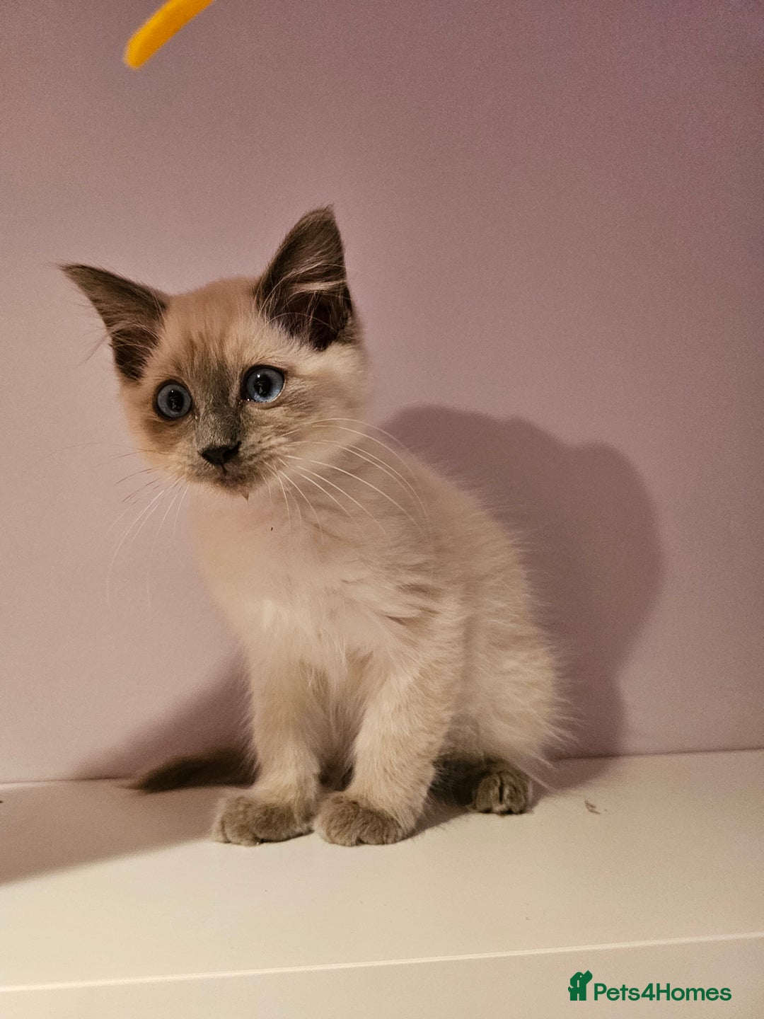Ragdoll cats for sale: Loving half Ragdolls - Image 19