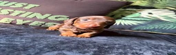 Dachshund dogs for sale: Miniature Dachshund Puppies in Leicester - Advert 9