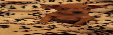 Miniature Pinscher Puppy 1