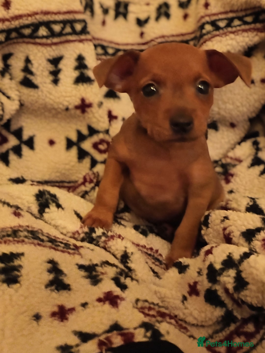 Miniature Pinscher dogs for sale: Beautiful pure bred miniature pinscher puppies  - Advert 3