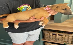 English Bull Terrier dogs for sale: Mr Chris Robinson  - Image 12