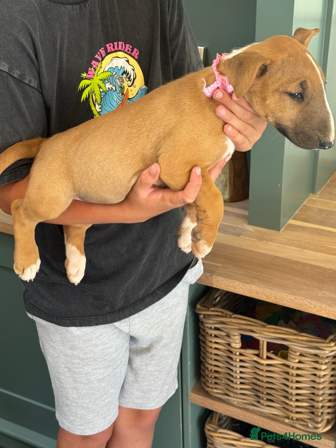 English Bull Terrier dogs for sale: Mr Chris Robinson  - Image 12