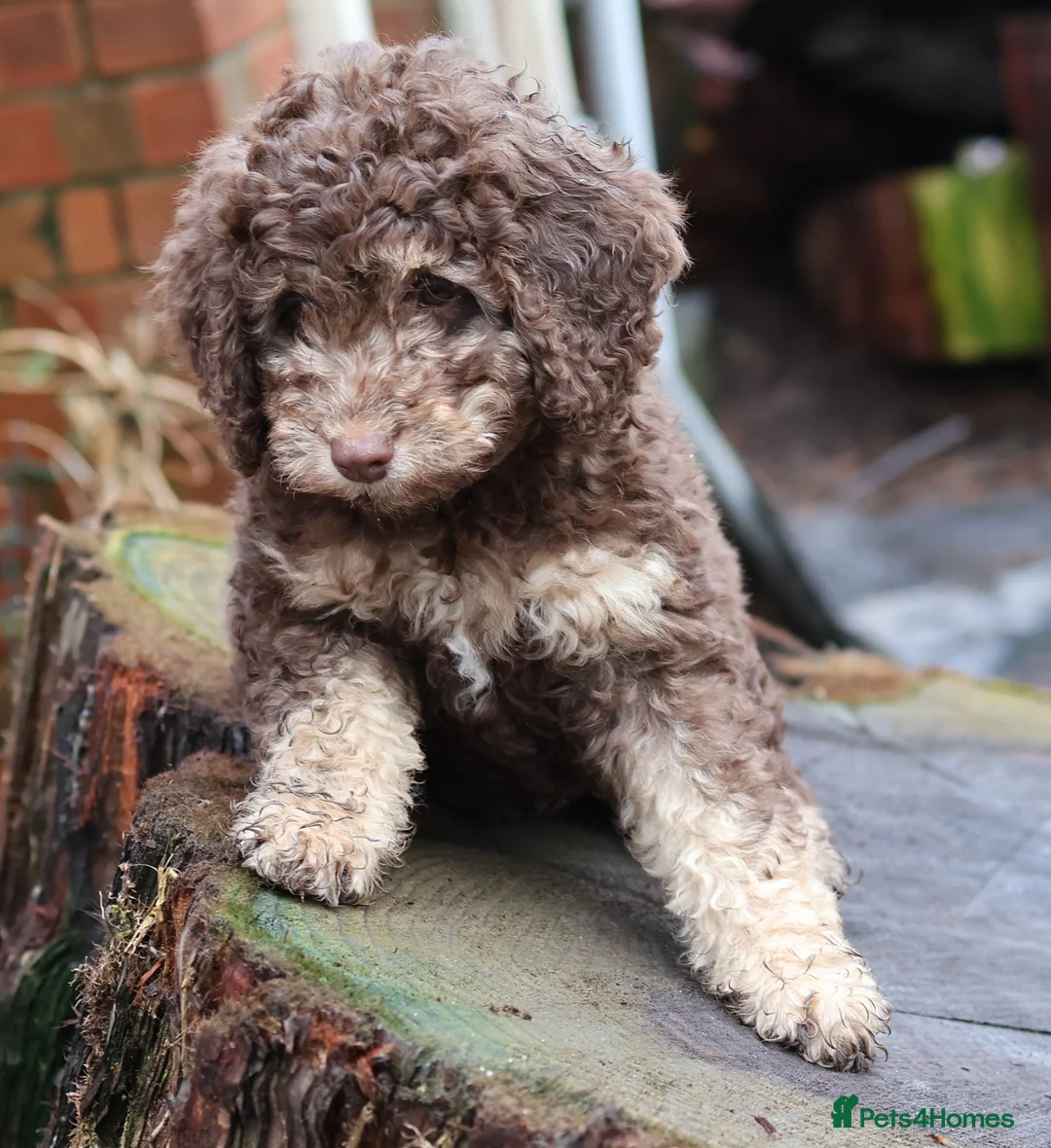 Labradoodle dogs for sale: 🐾🌈 Bred for Potential, Raised for Resilience🐾🌈 - Advert 27