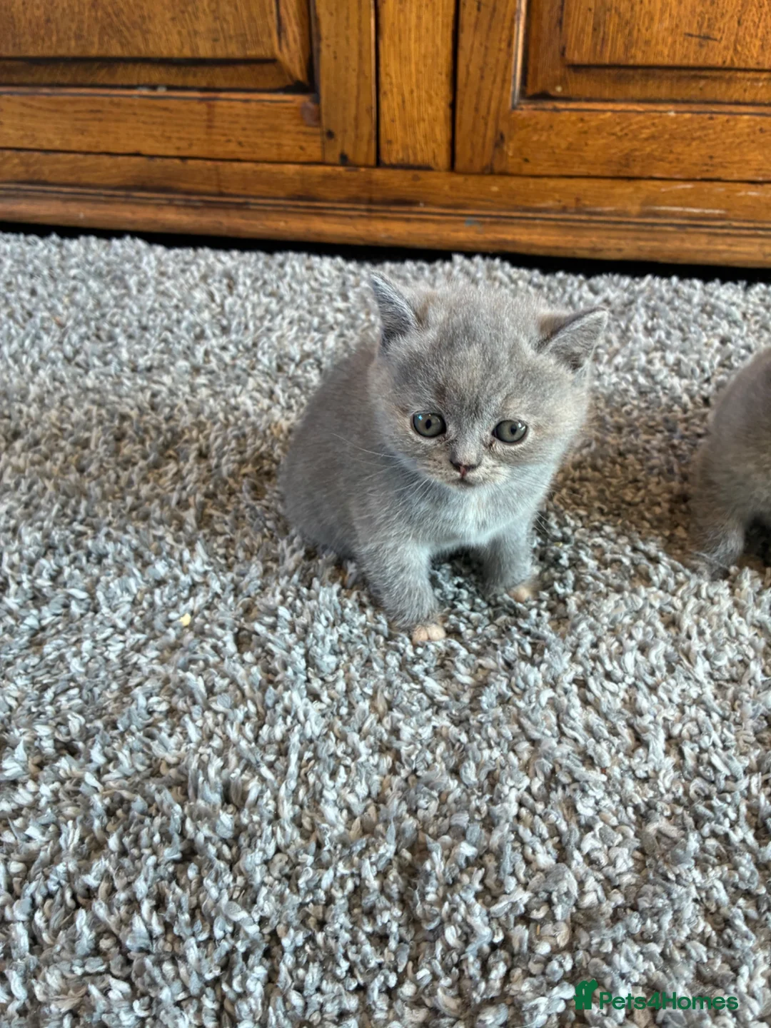 British Shorthair cats for sale: 3 Females left!  TICA Reg British Shorthairs - Advert 2
