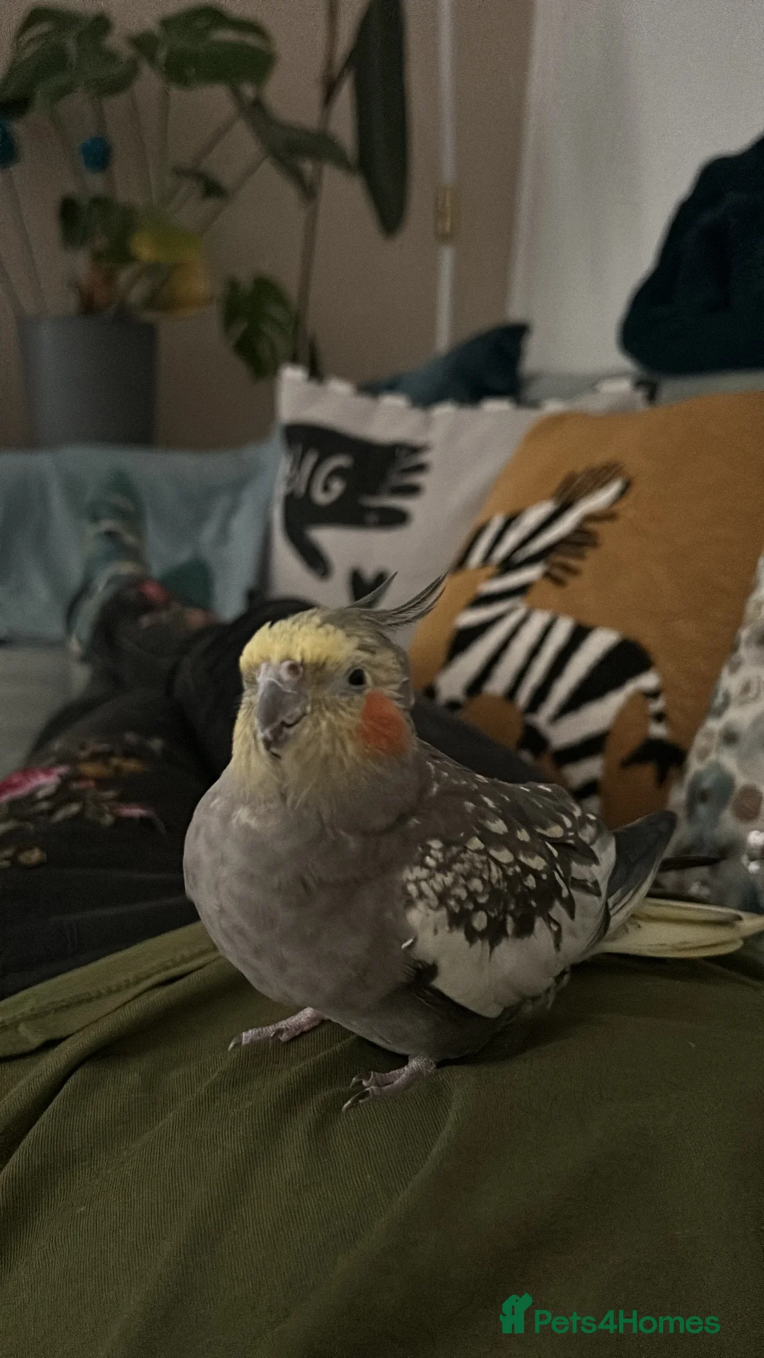 Cockatiels birds for sale: Two Loving Female Cockatiels for Rehoming - Advert 28