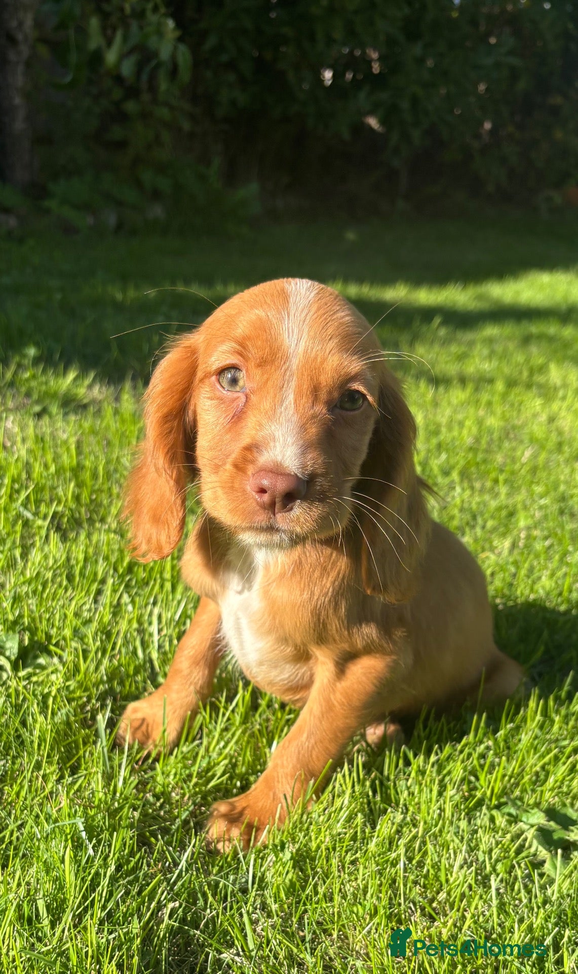 Cocker Spaniel dogs 3 cocker spaniel puppies looking for new homes  - Advert 14