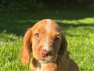 Cocker Spaniel dogs ❗️last female cocker spaniel❗️ - Advert 5