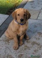 Labrador Retriever dogs Ready to leave 23rd Nov - Advert 2