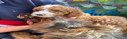 Toy Poodle dogs for stud: Stunning playful Parti Toy Poodle at Stud - Advert 6