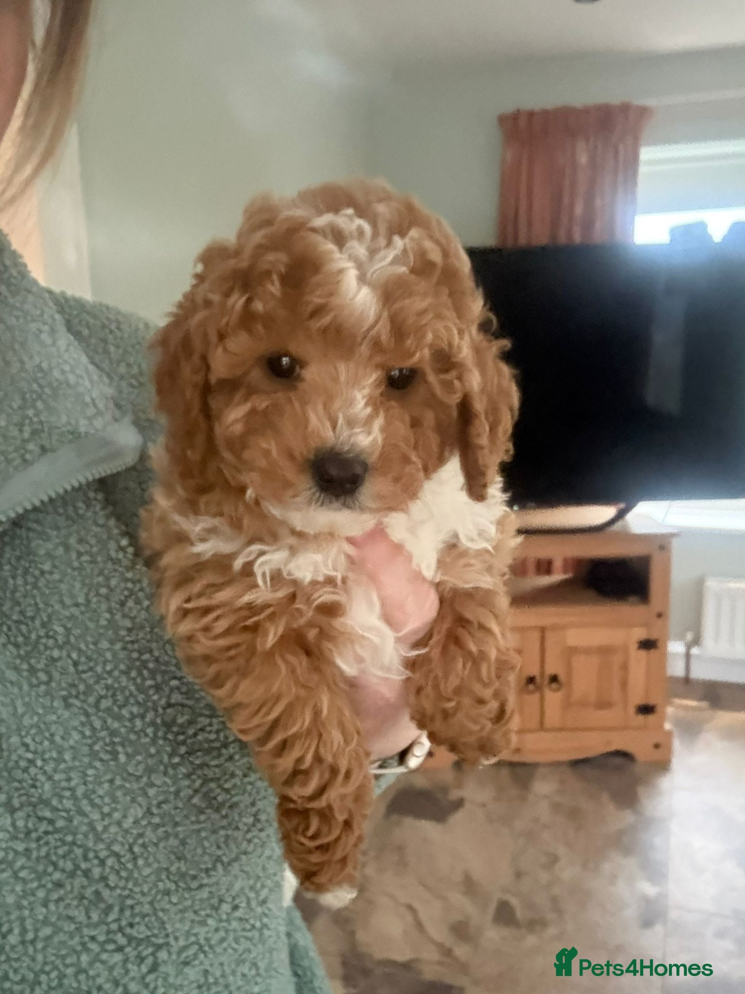 Cavapoo dogs Toy Cavapoo Puppies F1b (hypoallergenic) - Advert 8