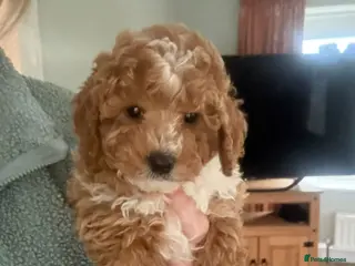 Cavapoo dogs Toy Cavapoo Puppies F1b (hypoallergenic) - Advert 8